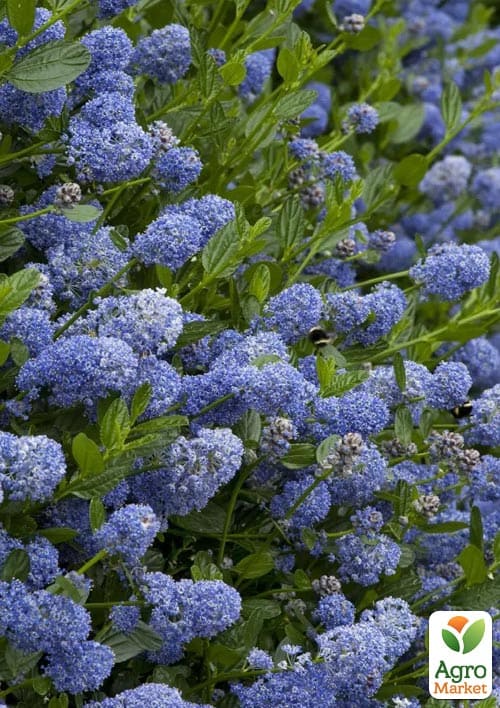 Цеанотус "Виктория" (Ceanothus impressus Victoria) вазон С3 - фото 4