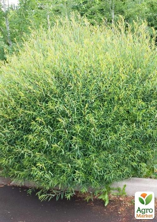 Верба 2-х річна пурпурна "Gracilis" - фото 3