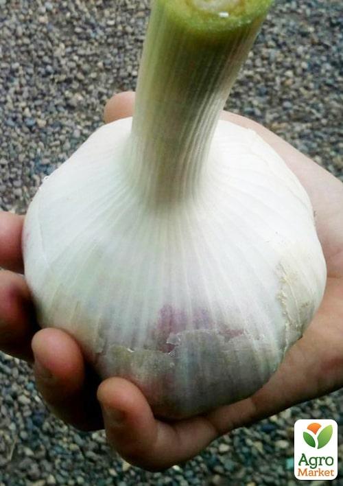 Часник гігант Рокамболь (3зуб.)