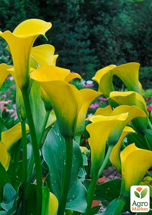 Калла "Gold Medal" - фото 2