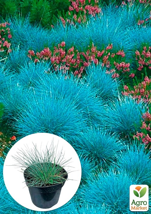 Костриця блакитна "Buddy Bluet" вазон С2, висота 15-30см