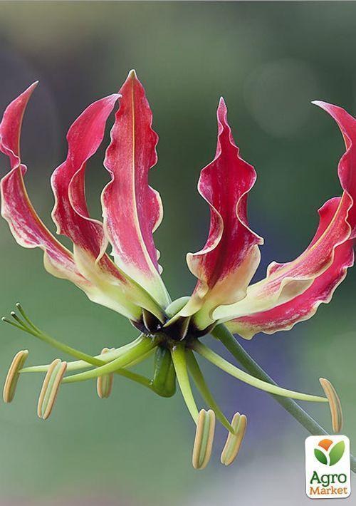 Глориоза "Rothschildiana"