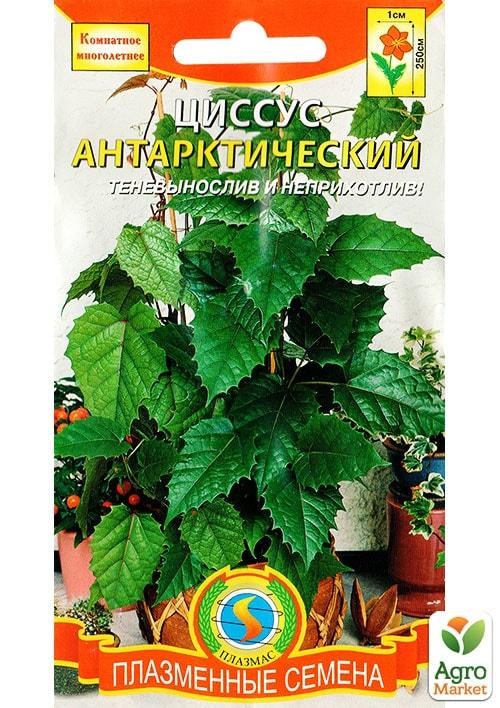 Циссус антарктический ТМ "Плазменные семена" 3шт NEW