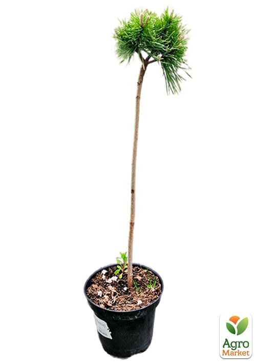 Сосна на штамбі "Lucky" С3, висота від 30-35см - фото 2