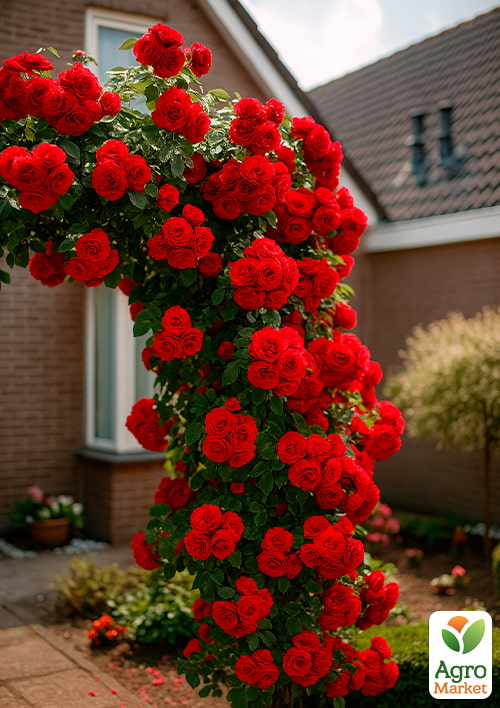 Троянда плетиста "Пол Скарлет клаймер" (саджанець класу АА +) вищий сорт