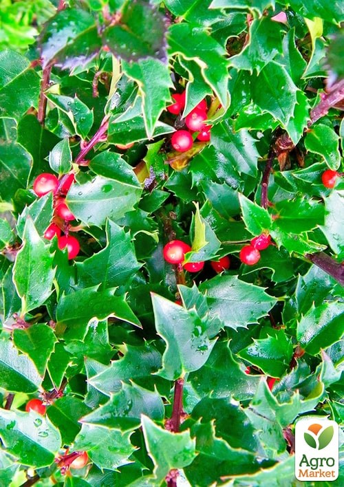 Падуб остролистный (Ilex aquifolium) вазон Р9 - фото 5