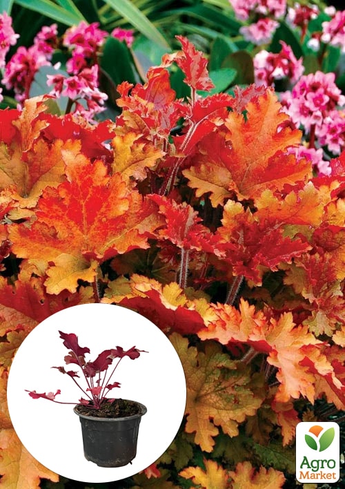 Гейхера (Heuchera) "Marmalade" С1 (высота 15-30см)