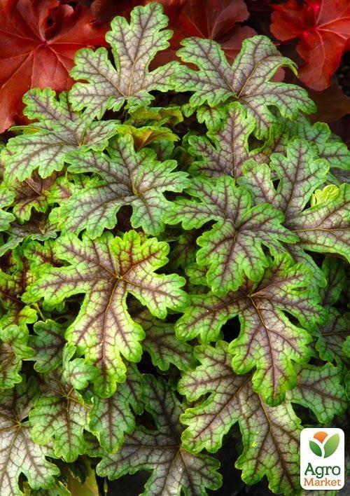 Гейхера (Heuchera) "Tapestry" 1шт - фото 4