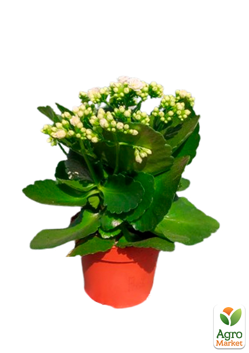 Каланхоэ Блоссфельда "White" (Kalanchoe Blossfeldiana) (Нидерланды) - фото 5