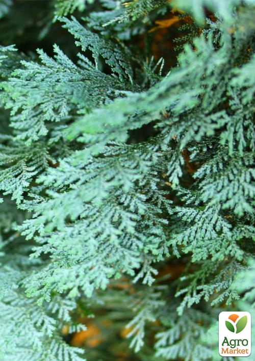 Кипарисовик Lawsoniana "Pembury Blue" вазон П9 - фото 3