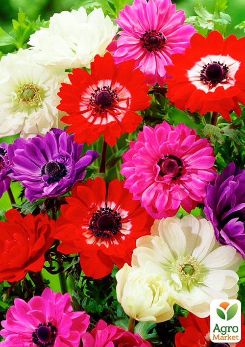 Анемона махрова "St.Brigit" мікс (розмір 5/7 великий) 5шт в упаковці - фото 2