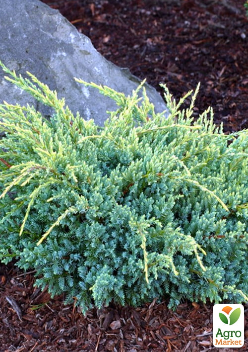 Можжевельник чешуйчатый "Gold Tip" контейнер P9