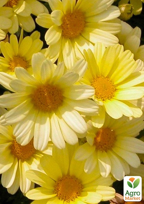 Аргирантемум La Rita "Yellow" (контейнер № 10, высота 15 см)