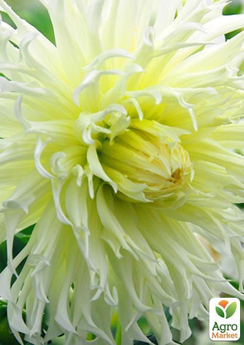 Жоржина"Tsuku-Yori-No-Shisha" 1шт в упаковці - фото 2