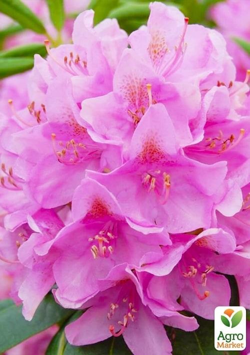 Рододендрон "Roseum elegans" 2 летний  (розовый) С1,5 высота 18-30см - фото 4