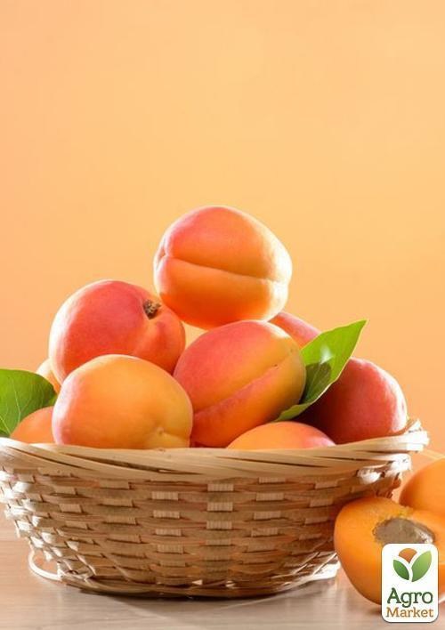 Абрикос "Василий Каччо" (летний сорт, средний срок созревания) - фото 3