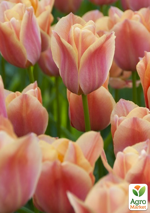 Тюльпан "Apricot Favorite" 