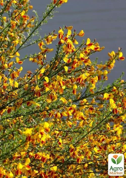 Ракитник Cytisus Scoparius "Andreanus" - фото 3