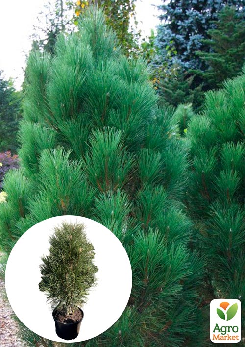 Сосна чорна "Green Tower" (ком/сітка), висота 90-120см