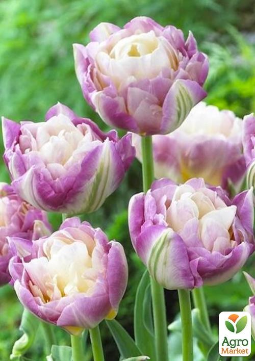 Тюльпан "Sweet Desire" 