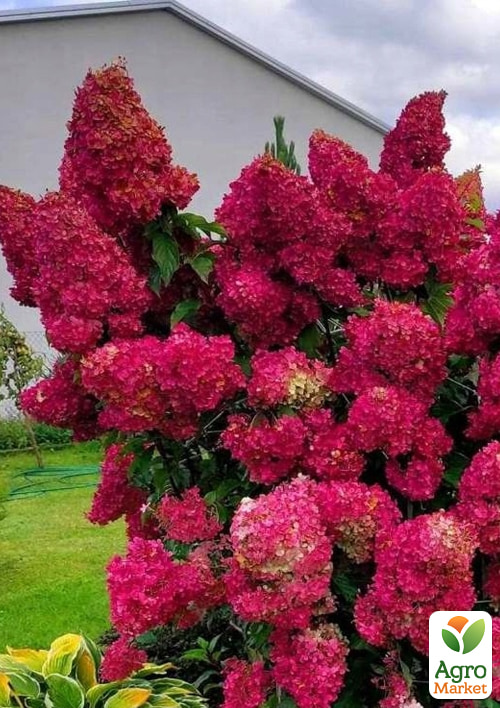 Гортензія волотиста 4-х річна "Diamant Rouge", С4 - фото 3