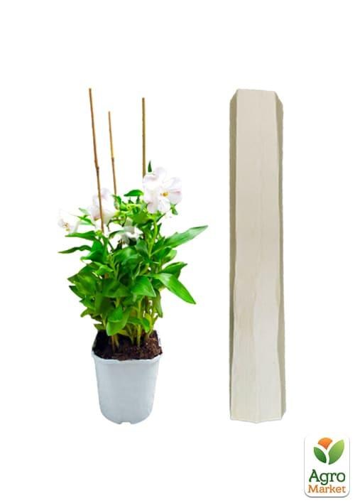 Альстромерия (перуанская лилия) "Times Valley" С2 высота 30-60см - фото 4