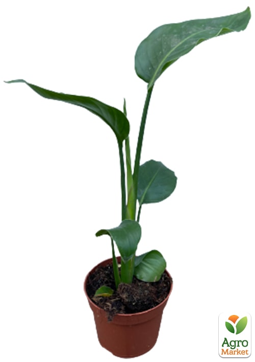 Стреліція Королівська "Bird of Paradise" - фото 5