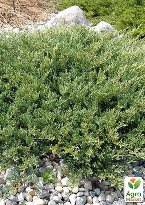 Ялівець горизонтальний `Plumosa` контейнер 1л