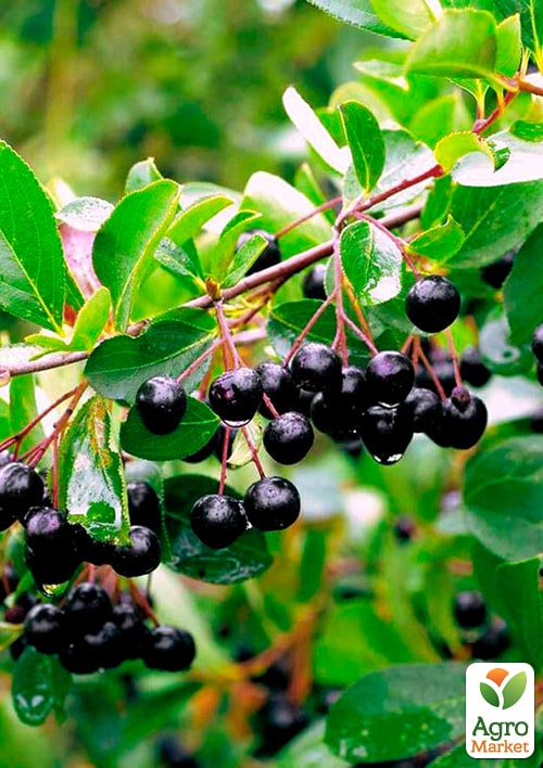 Арония "Всеслава" (рябина черноплодная) - фото 5