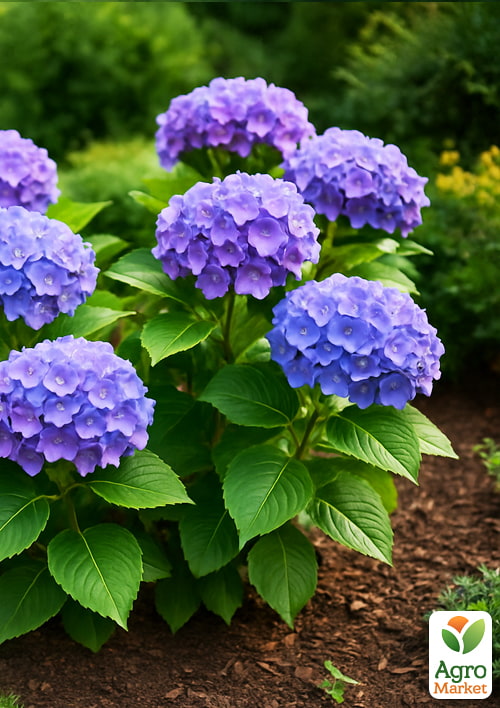 Гортензия крупнолистная "Bodensee" вазон Р9