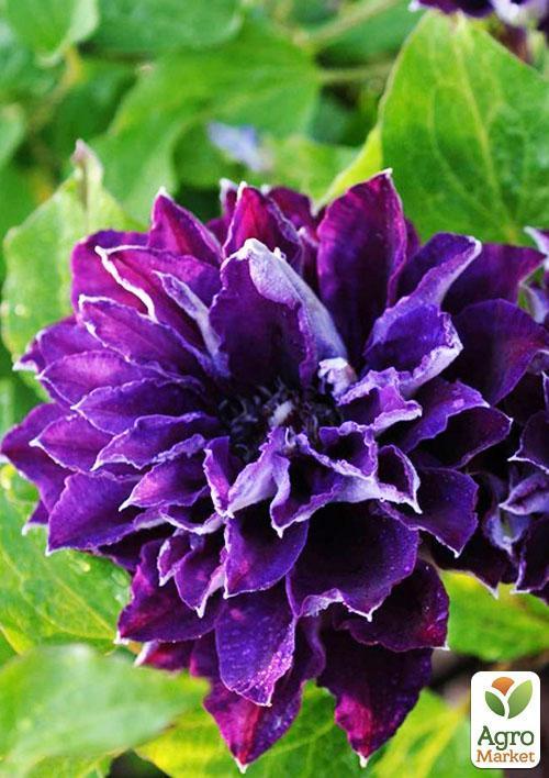 Клематис "Shin-Shigyoku" (повторноквітучий сорт) - фото 9