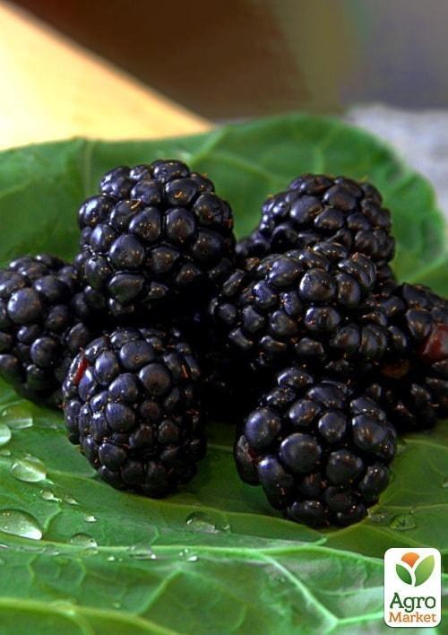 Эксклюзив! Ежевика блестящая насыщенно-черная "Селебрити" (Celebrity) (премиальный крупноплодный сорт) - фото 2