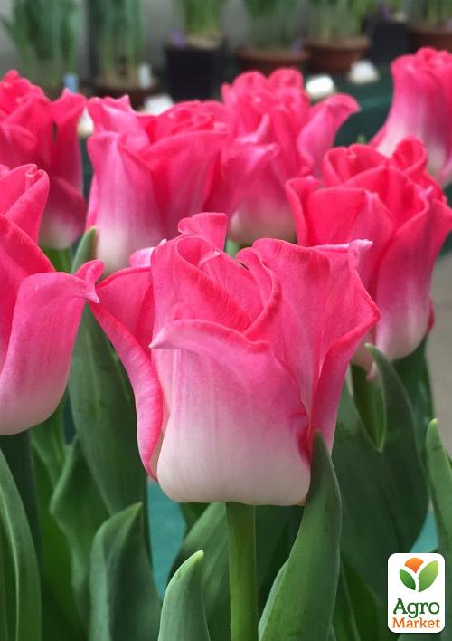 Тюльпан "Crown Of Dynasty"