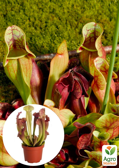 Саррацения Южная (Sarracenia purpurea)