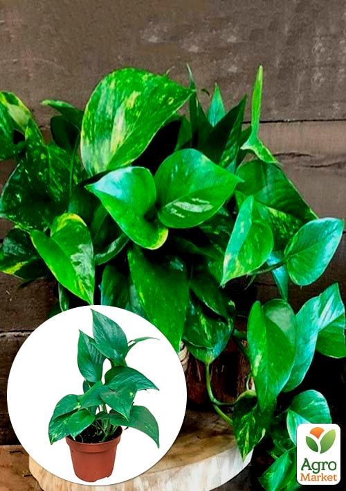 Епіпремнум "Aureum"