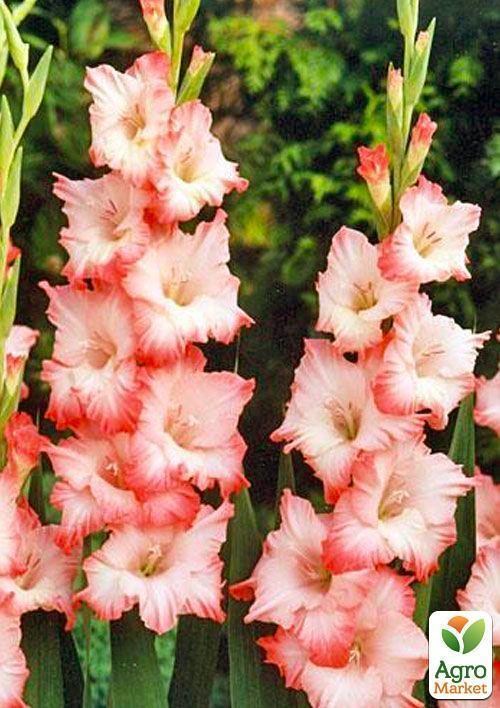 Гладиолус "Cheops" 3шт - фото 2