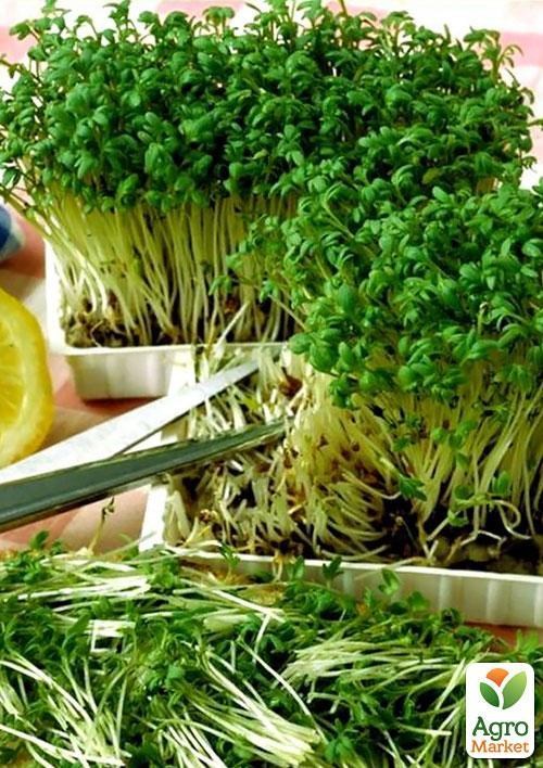 Мікрозелень "Брокколі" (у банці) ТМ "Твоя Зелена Весна" 2,5г