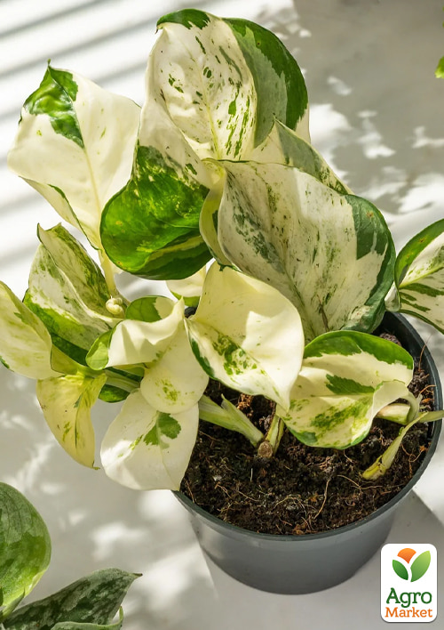 Эпипремнум "Happy Leaf" 20-30см - фото 5