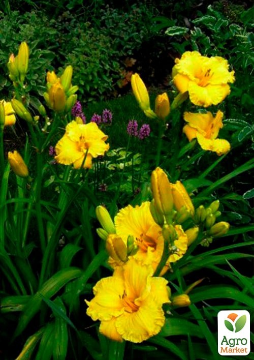 Лилейник "Bill Norris" 1шт в упаковке - фото 3