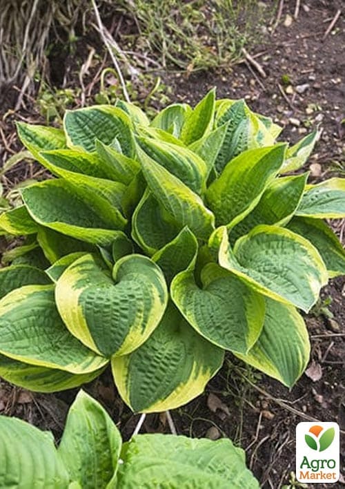 Хоста гибридная "Wide Brim", С3 - фото 3