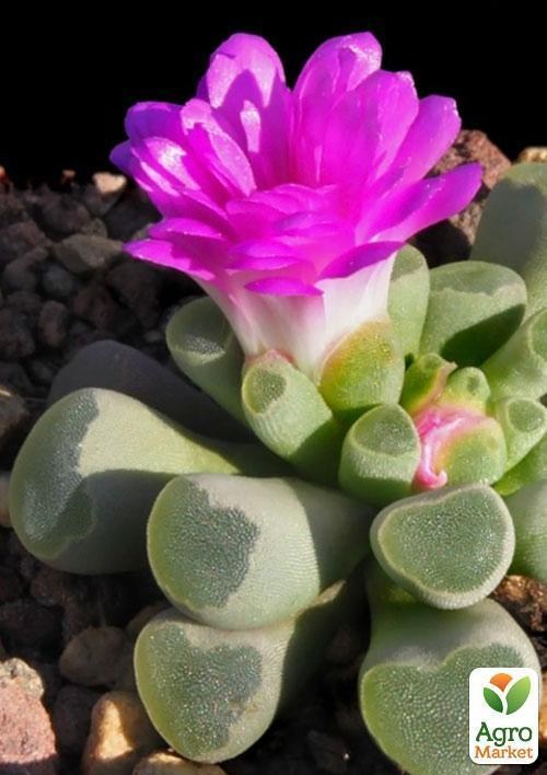 Літопс суміш "Зайчики" ТМ "Vesna Exclusive" 30шт - фото 5