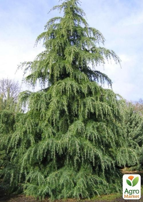 Кедр Гімалайський (Cedrus Deodara)