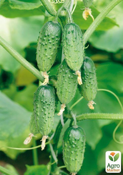Огурец "Виноградная гроздь F1" (Зипер) ТМ "Весна" 0.5г - фото 3
