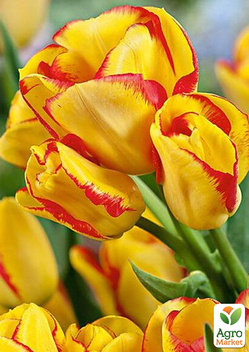 Тюльпан "Outbreak" (многоцветковый) 