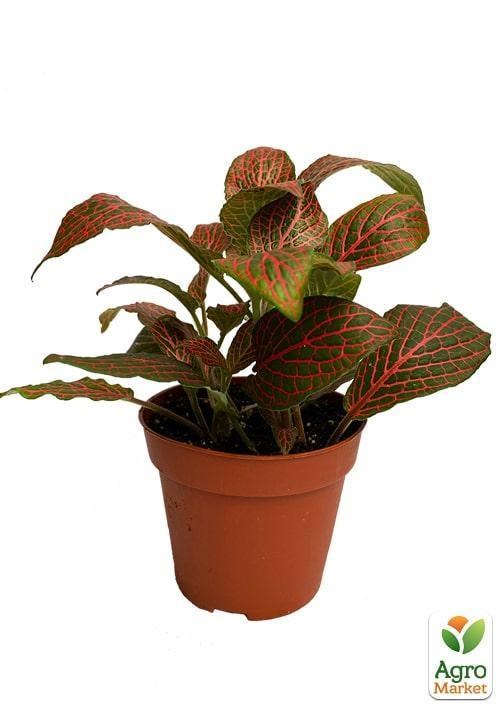 Фиттония Джосан (Fittonia Josan) - фото 2