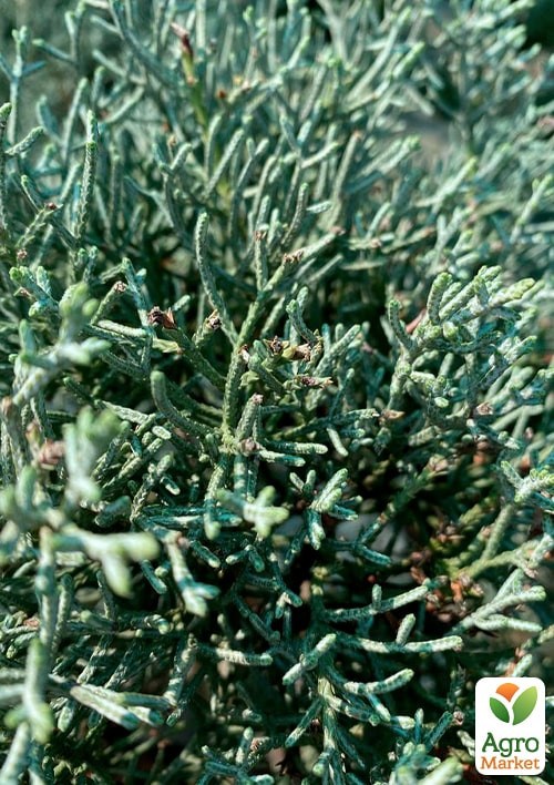 Кипарисовик Аризонский Бонсай (высота 180-200см) - фото 4