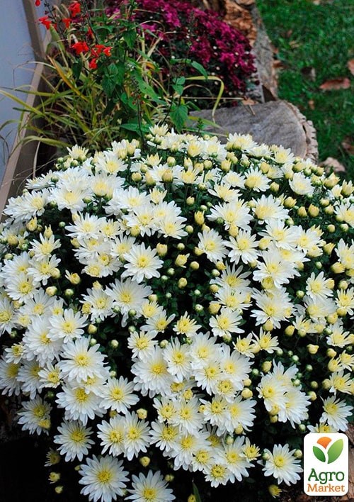 Хризантема мультифлора шарообразная "Diva Blanc"  - фото 2