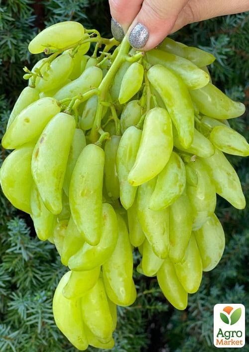 Виноград "Азия" (вегетирующий саженец очень крупного сладкого винограда)