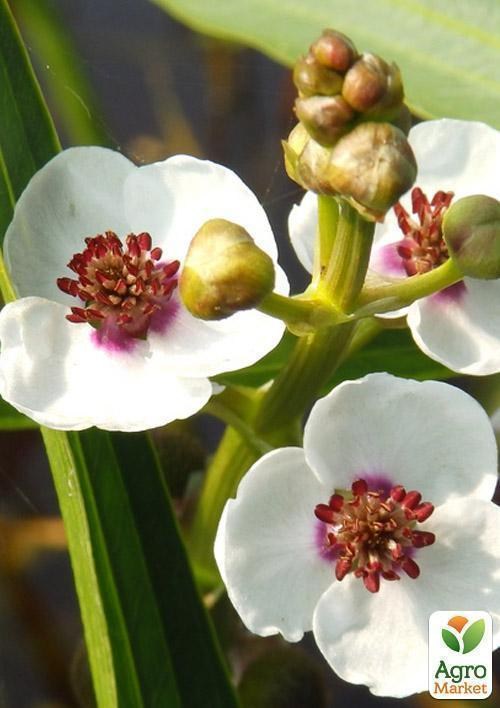 Стрілиця звичайний - фото 2