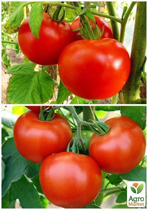 На вагу Томат "Волгоградський 323" ТМ "Весна" ціна за 1г - фото 2
